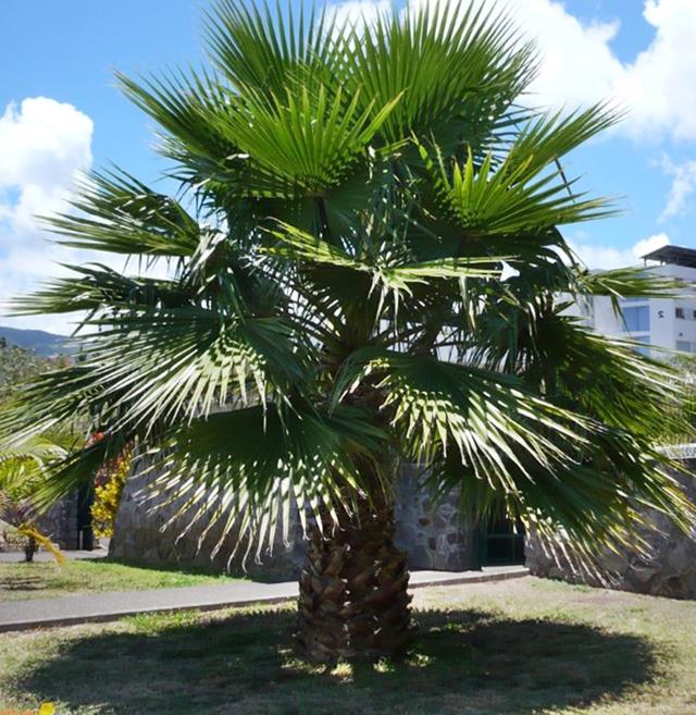 mexican-fan-palm-waaier-palm-cotton-palm-washingtonia-robusta